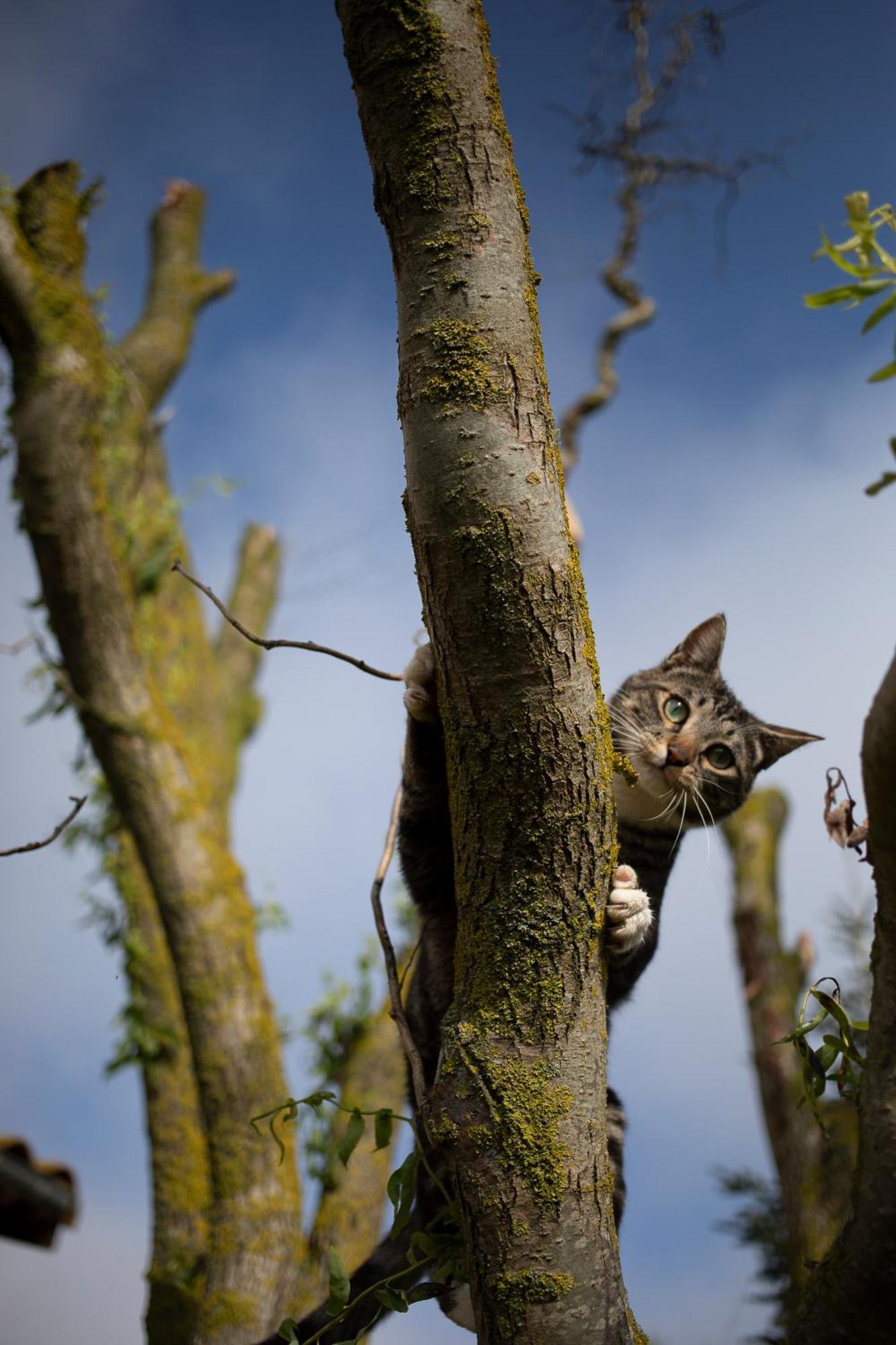 Le Chat Blanc Versols-et-Lapeyre ภายนอก รูปภาพ
