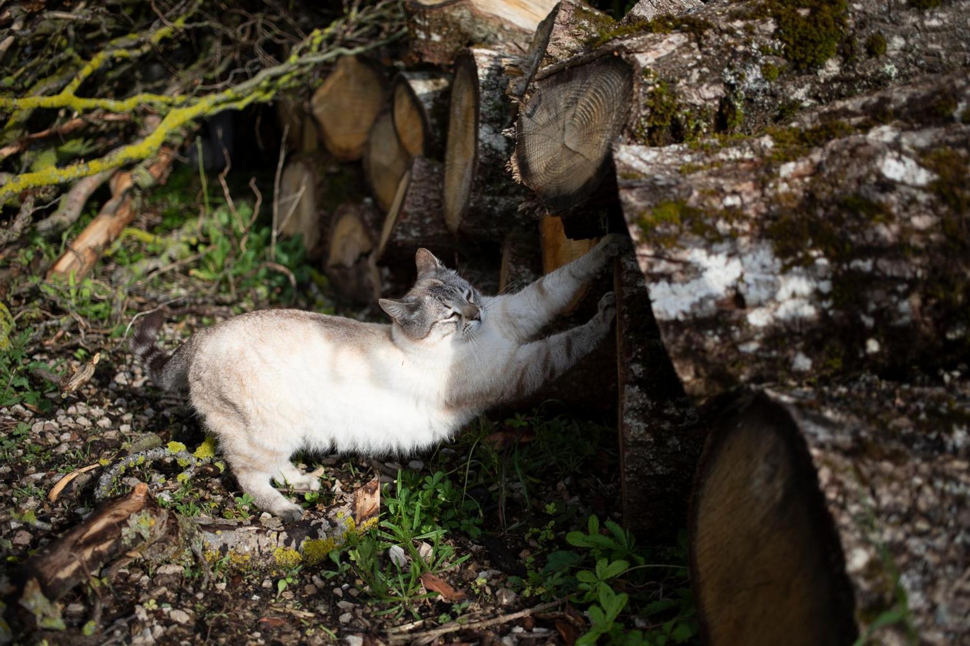 Le Chat Blanc Versols-et-Lapeyre ภายนอก รูปภาพ