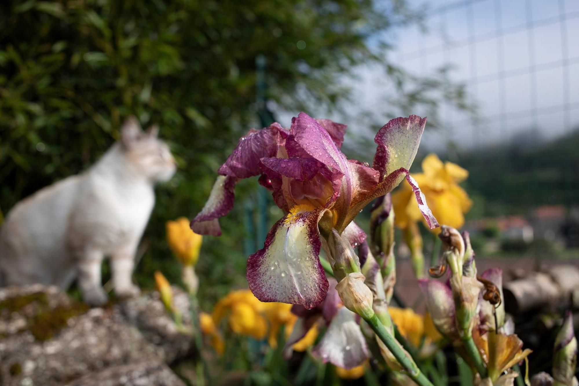 Le Chat Blanc Versols-et-Lapeyre ภายนอก รูปภาพ